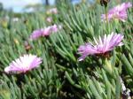 : - Lampranthus multiradiatus