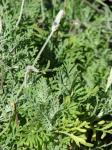 Farnblättriger Lavendel - Lavandula multifida