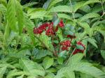 : - Leea philippinensis