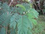 : - Leucaena spontanea