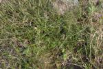 Hügel-Meier - Asperula cynanchica