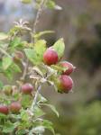 Apfelbaum - Malus pumila