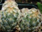 Warzenkaktus - Mammillaria elongata