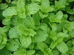 Grüne Minze - Mentha spicata