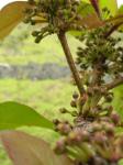 : - Myrsine lanaiensis