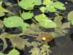 Gelbe Teichrose - Nuphar luteum