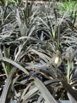 Schwarzer Schlangenbart-Ophiopogon planiscapus