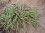 : - Panicum fauriei