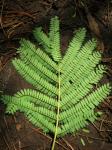 : - Paraserianthes lophantha subsp. montana