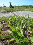 : - Paspalum setaceum