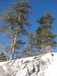 Gelb-Kiefer - Pinus ponderosa