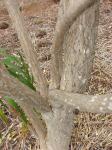 : - Dracaena rockii