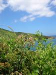 : - Pluchea indica
