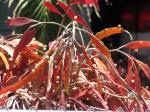 : - Pseudorhipsalis ramulosa