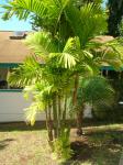 : - Ptychosperma macarthurii