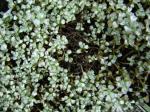 : - Raoulia australis