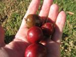 Rote Mombinpflaume - Spondias purpurea