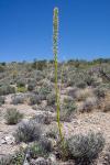 : - Agave utahensis