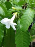 : - Stemmadenia litoralis