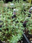 Echter Thymian - Thymus vulgaris
