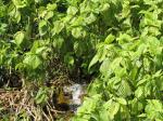: - Touchardia latifolia