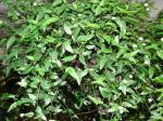 : - Tripogandra multiflora