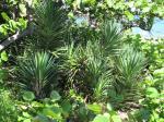 : - Yucca aloifolia