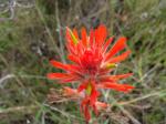 : - Castilleja affinis