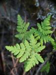 : - Pentagramma triangularis
