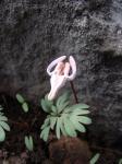 : - Dicentra uniflora