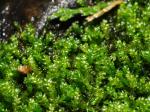 : - Scleropodium obtusifolium