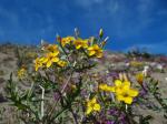 : - Mentzelia affinis