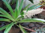 :-Aechmea lueddemanniana