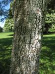 Schirmakazie - Albizia zygia