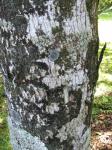 : - Atuna racemosa