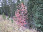 Oregon-Weißdorn - Crataegus douglasii