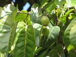 Pilinußbaum - Canarium ovatum