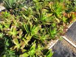Lagerfeuer-Dickblatt - Crassula capitella