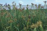 : - Cyperus pennatiformis var. bryanii