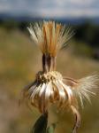 : - Heterotheca villosa
