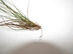: - Eragrostis monticola