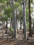 : - Eucalyptus cladocalyx