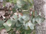 : - Eucalyptus perriniana