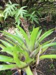 : - Guzmania monostachia