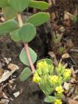 : - Kalanchoe grandiflora