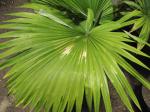 : - Kerriodoxa elegans