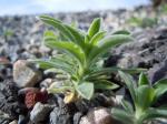 Sommerzypresse - Kochia scoparia