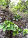 : - Pisonia sandwicensis
