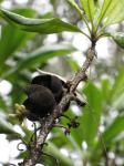 : - Pittosporum hosmeri