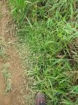 : - Rhynchospora caduca